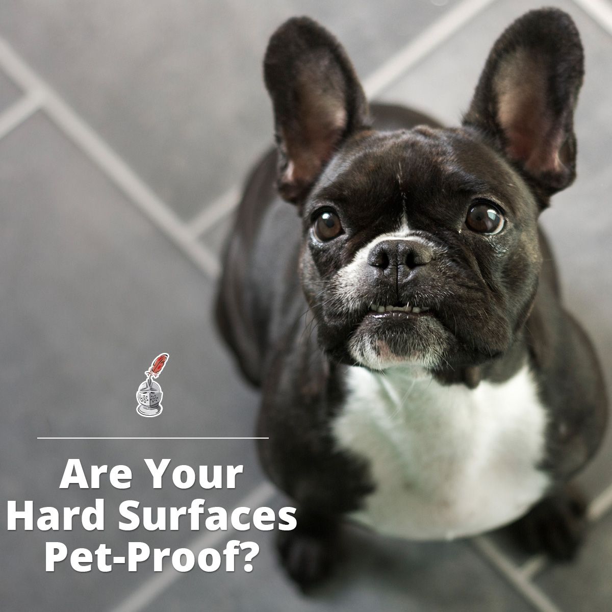 Are Your Hard Surfaces Pet-Proof?